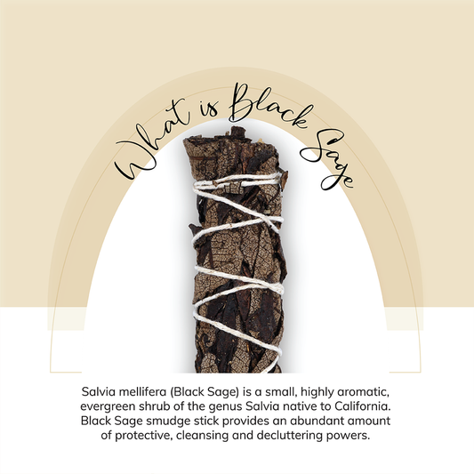 Black Sage smudge stick Salvia mellifera Herbal cleansing Aromatic herb benefits Spiritual cleansing sage Anti-inflammatory herb