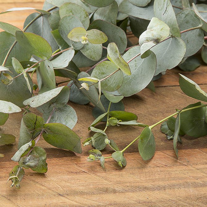 Sun's Eye Eucalyptus