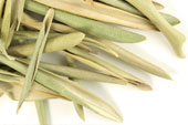 Olive Leaf