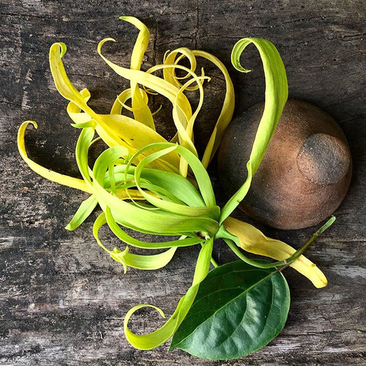 Sun's Eye Ylang Ylang