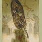 Native American Tarot