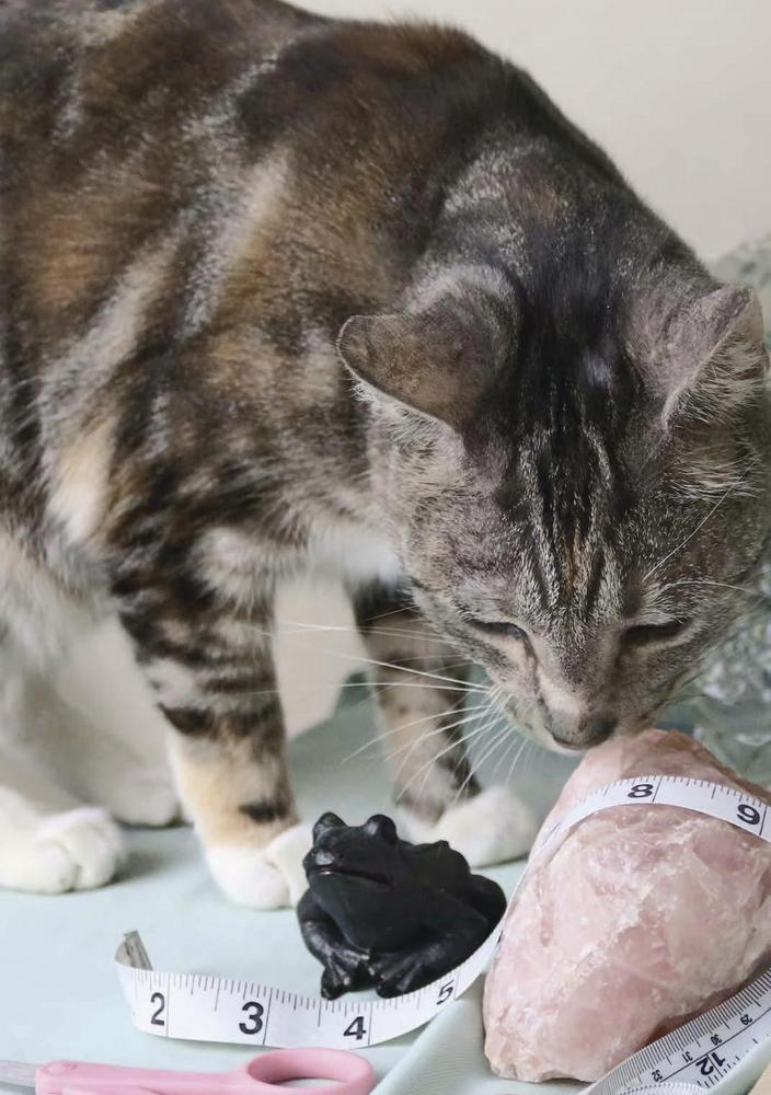 The Witch's Wardrobe