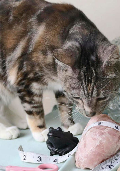 The Witch's Wardrobe