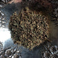 Gotu Kola