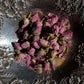 Rose petals (pink)