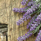 Sun's Eye French Lavender