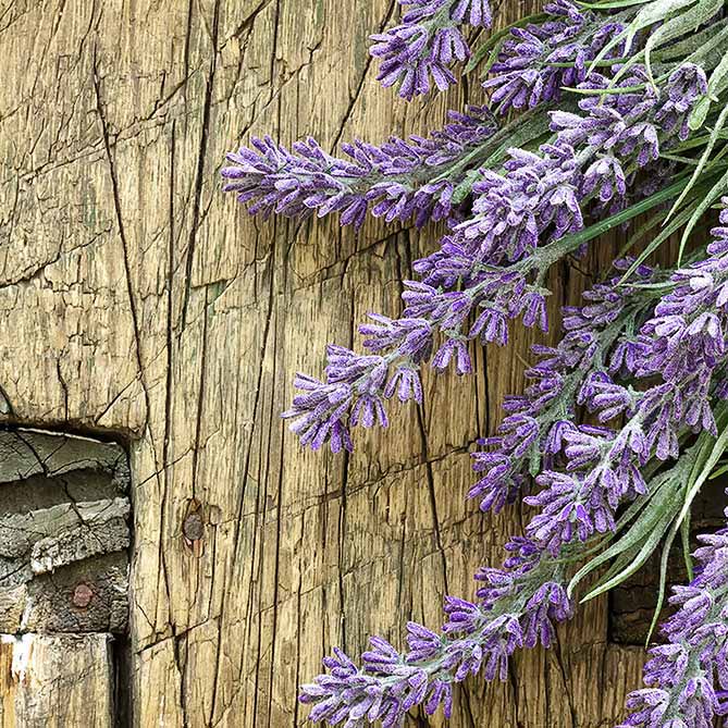 Sun's Eye French Lavender