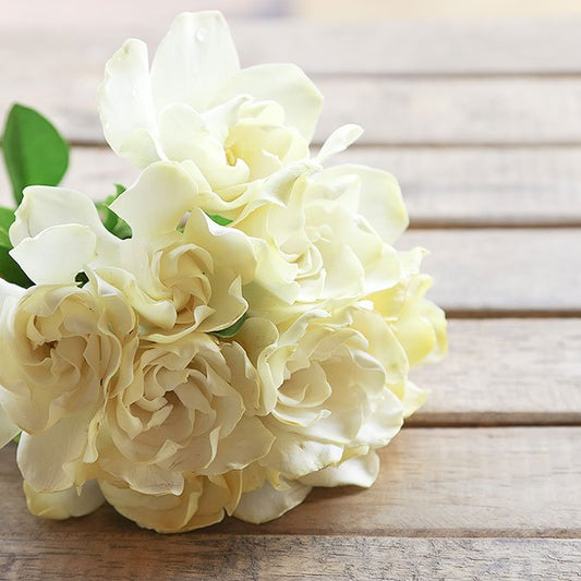 Sun's Eye Gardenia