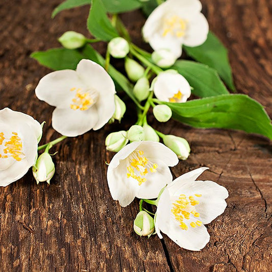 Sun's Eye Jasmine