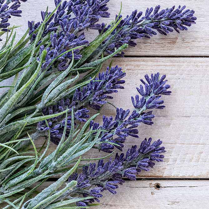 Sun's Eye Lavender Oil