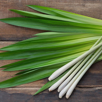 Sun's Eye Lemongrass