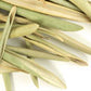 Olive Leaf