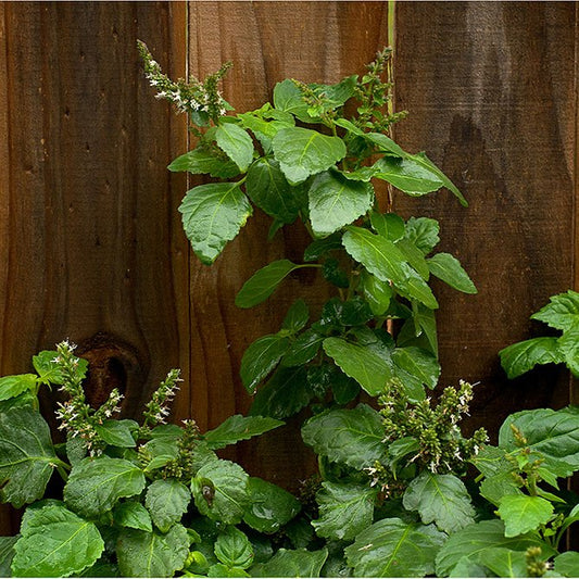 Sun's Eye Patchouli