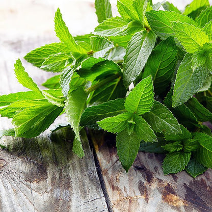 Sun's Eye Peppermint