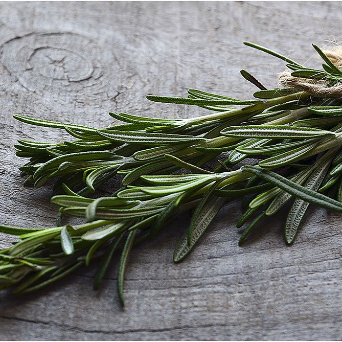 Sun's Eye Rosemary