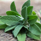 Sun's Eye Sage
